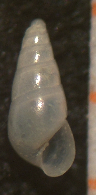 Odostomia imponderabilior?